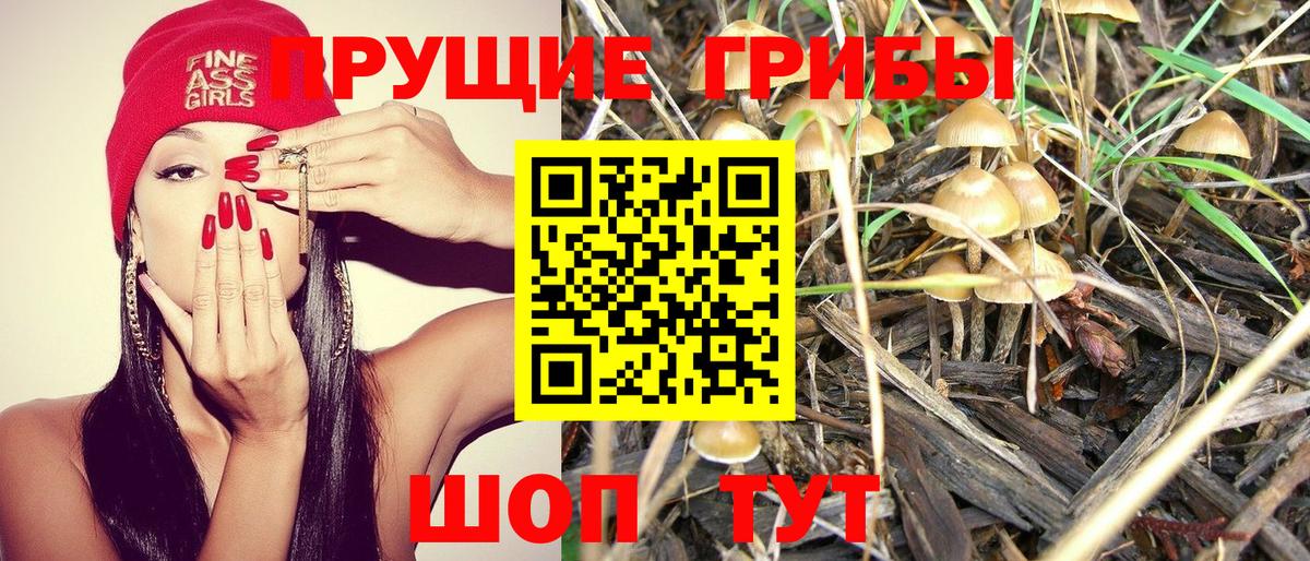 Псилоцибиновые грибы Psilocybine cubensis Заводоуковск